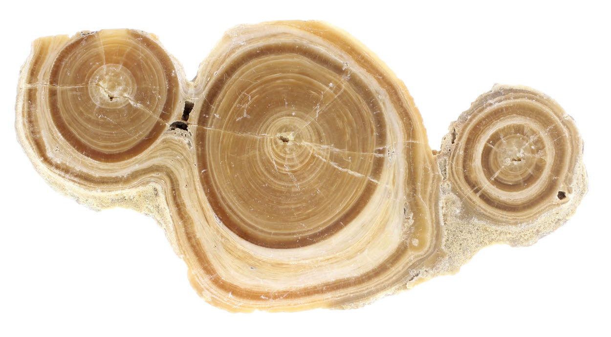 Baryte Var Oakstone