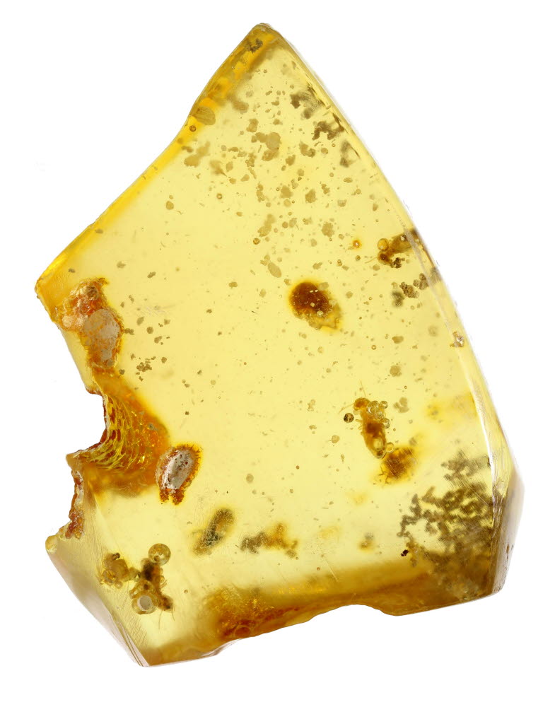 Amber With Termite Inclusions