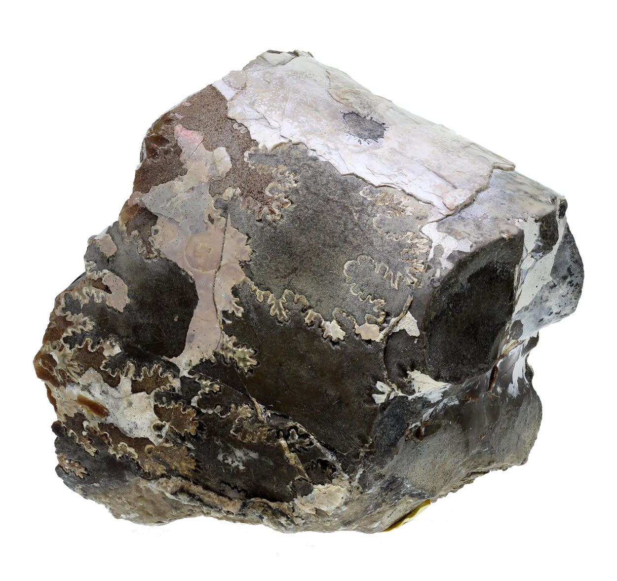 Baryte Psm Fossil Baculite
