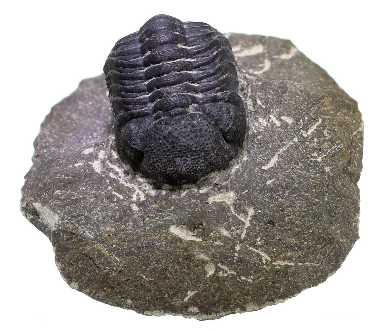 Trilobite - Phacops Pleyitus