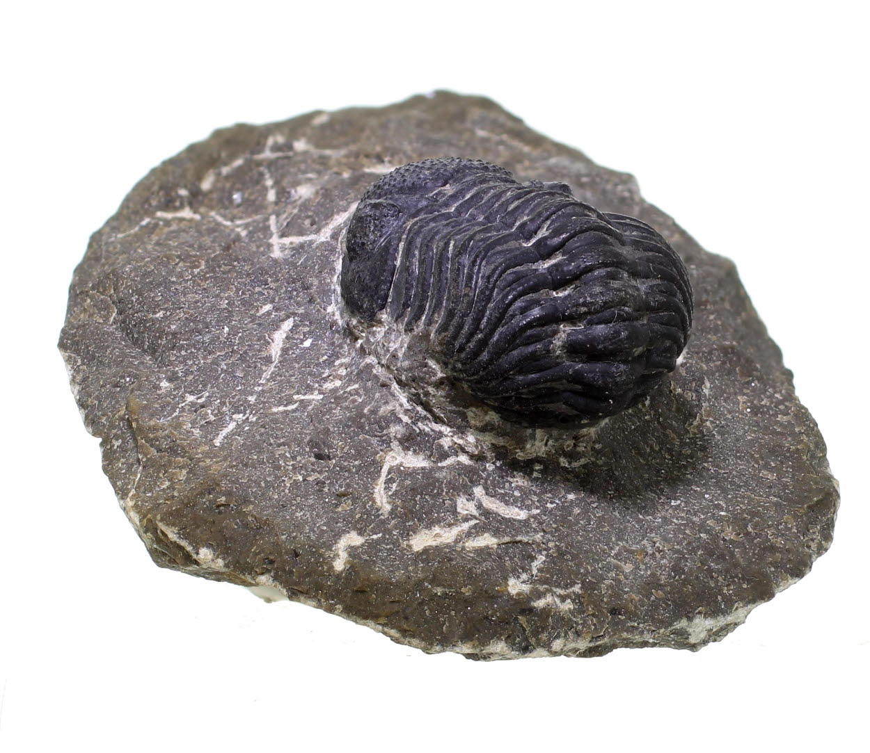 Trilobite - Phacops Pleyitus