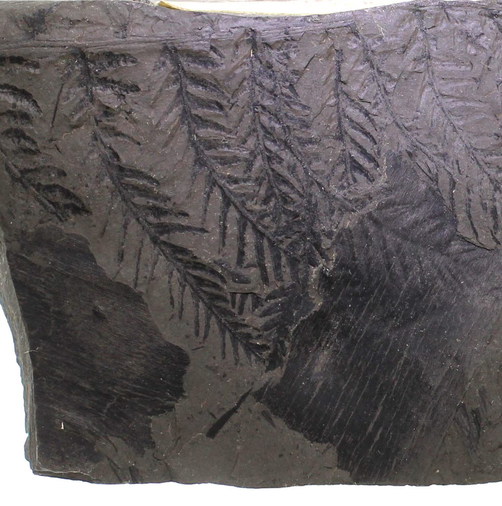 Fossil Fern - Alethopteris