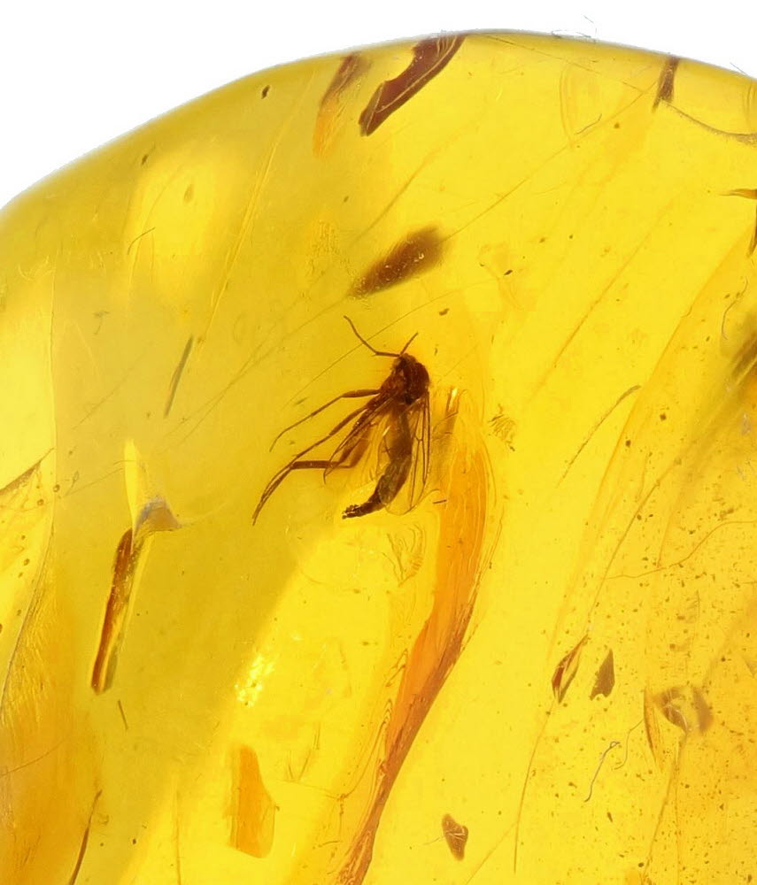 Amber With Insect Inclusions