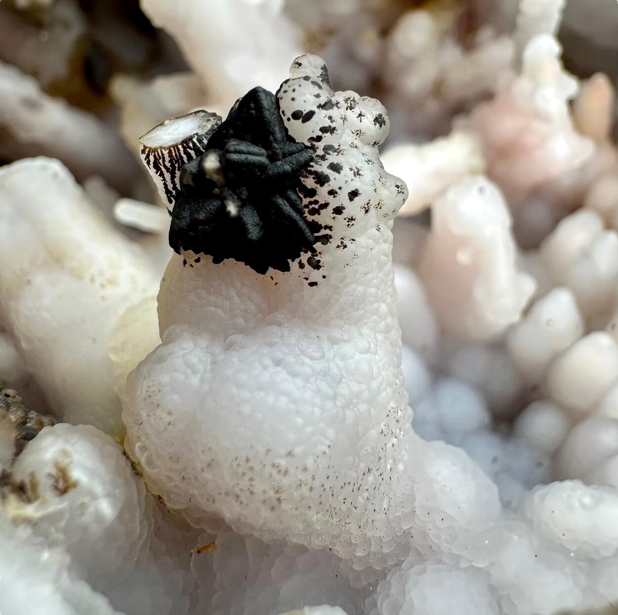 Chalcedony With Goethite Psm Marcasite