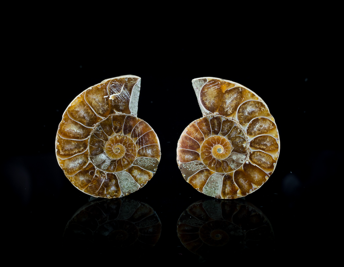 Fossil Ammonite