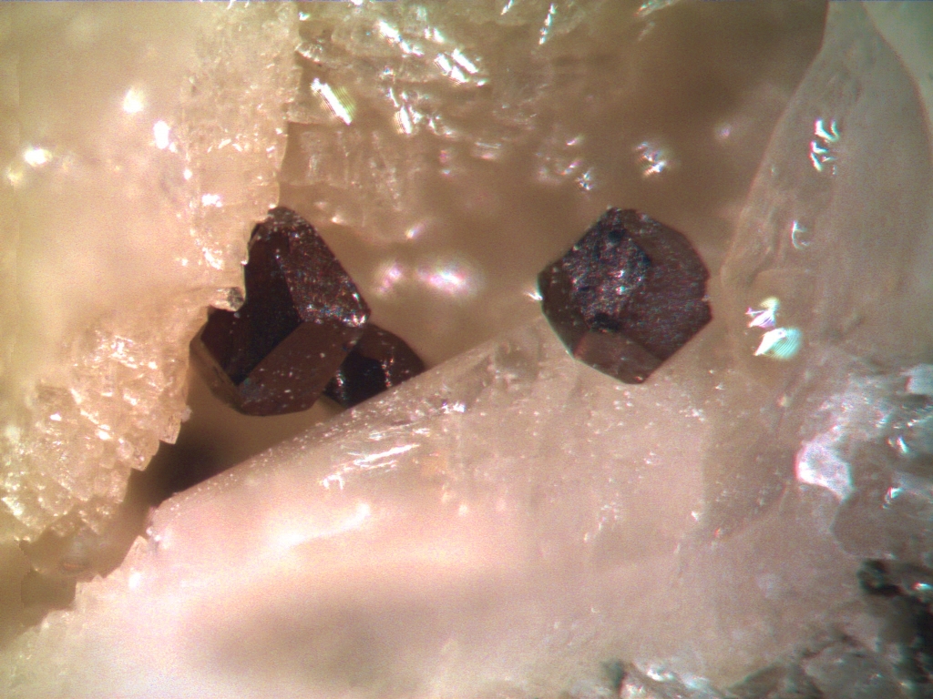Vaesite