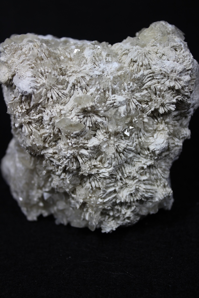 Calcite Psm Fossil & Calcite