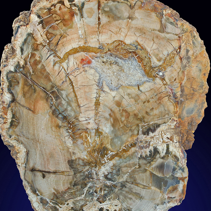 Petrified Wood