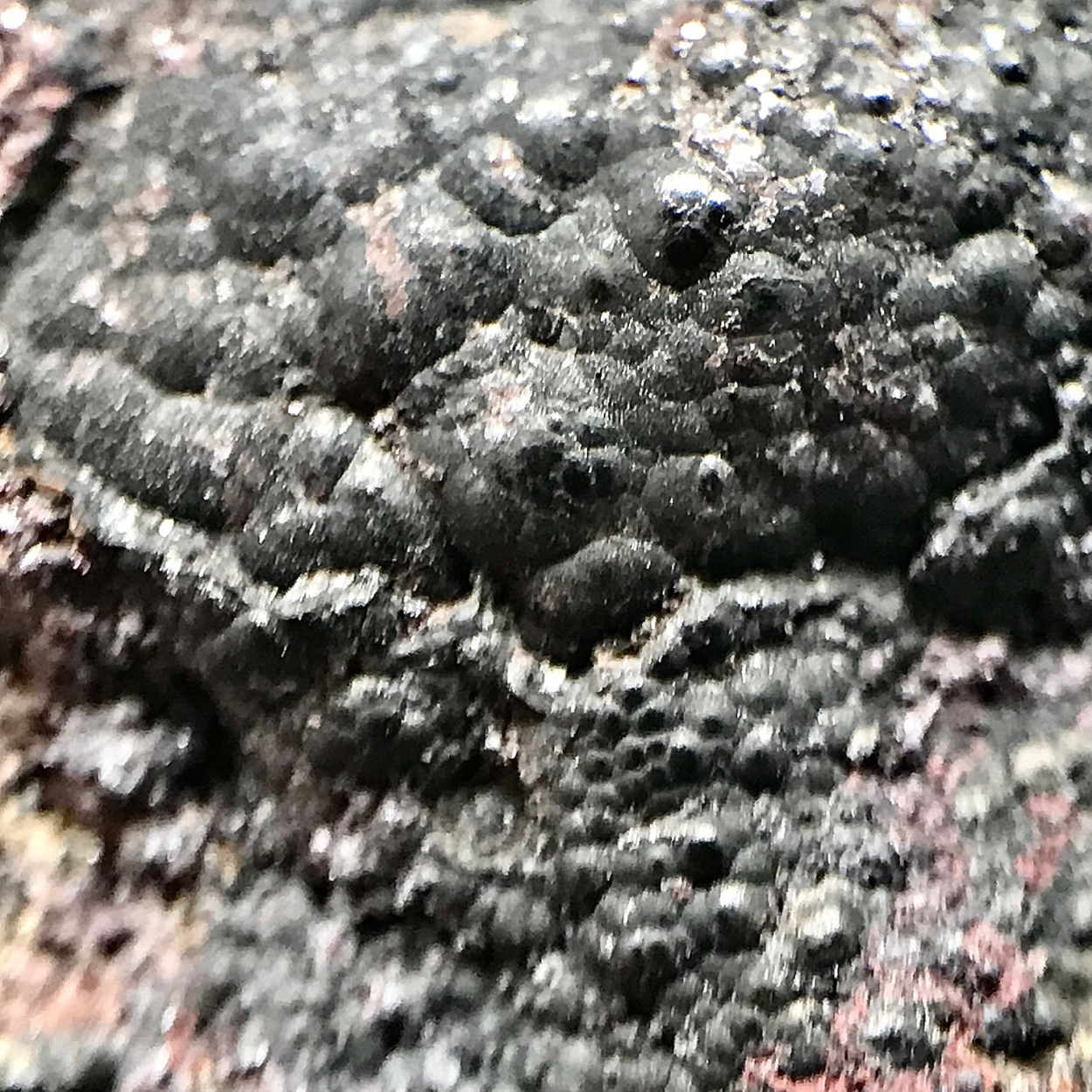 Uraninite