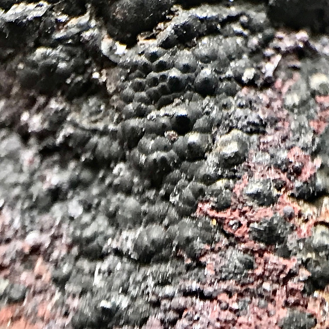 Uraninite