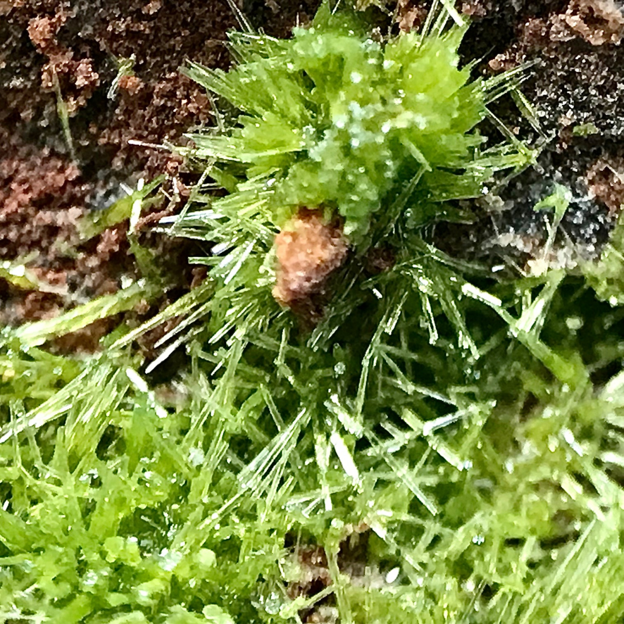 Pyromorphite