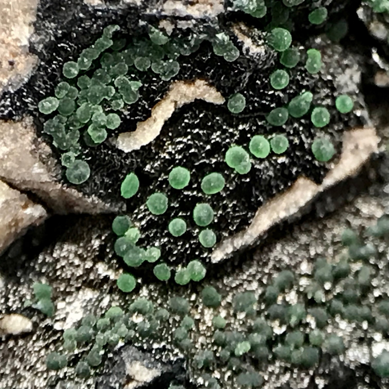 Conichalcite