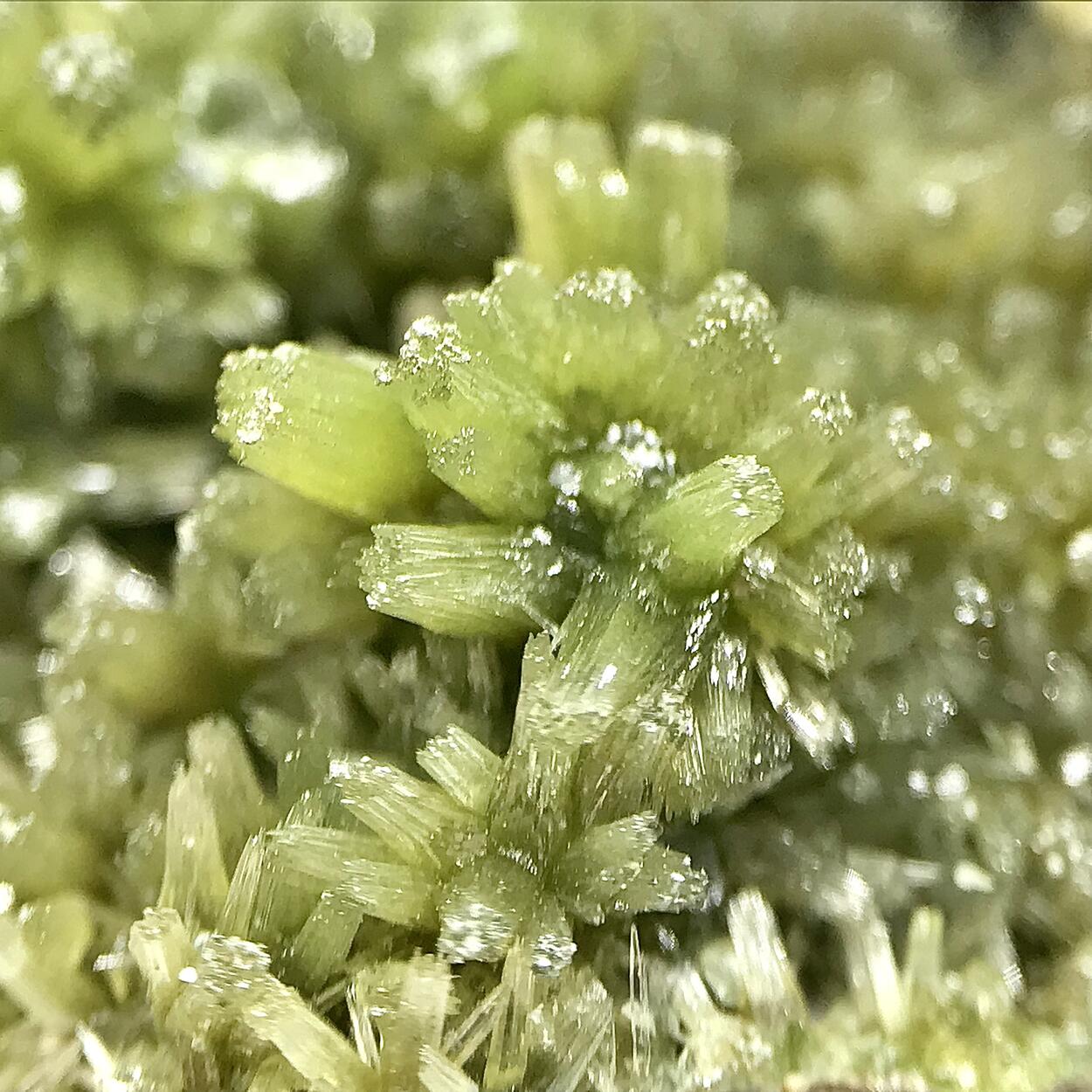 Pyromorphite