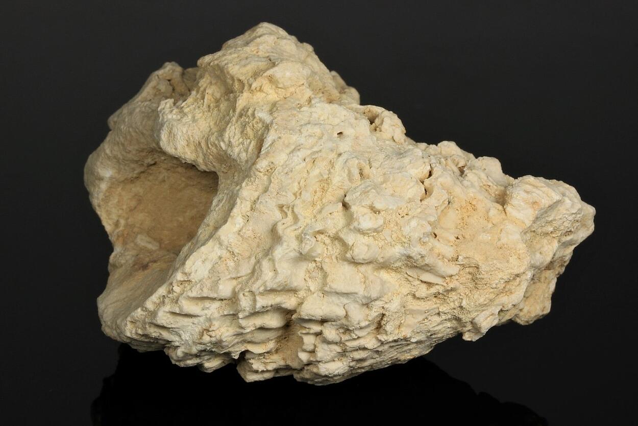 Calcite Psm Fossil