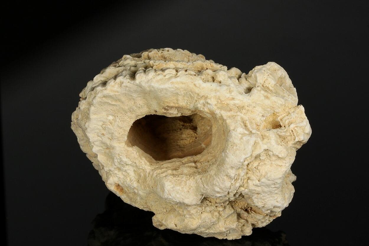 Calcite Psm Fossil