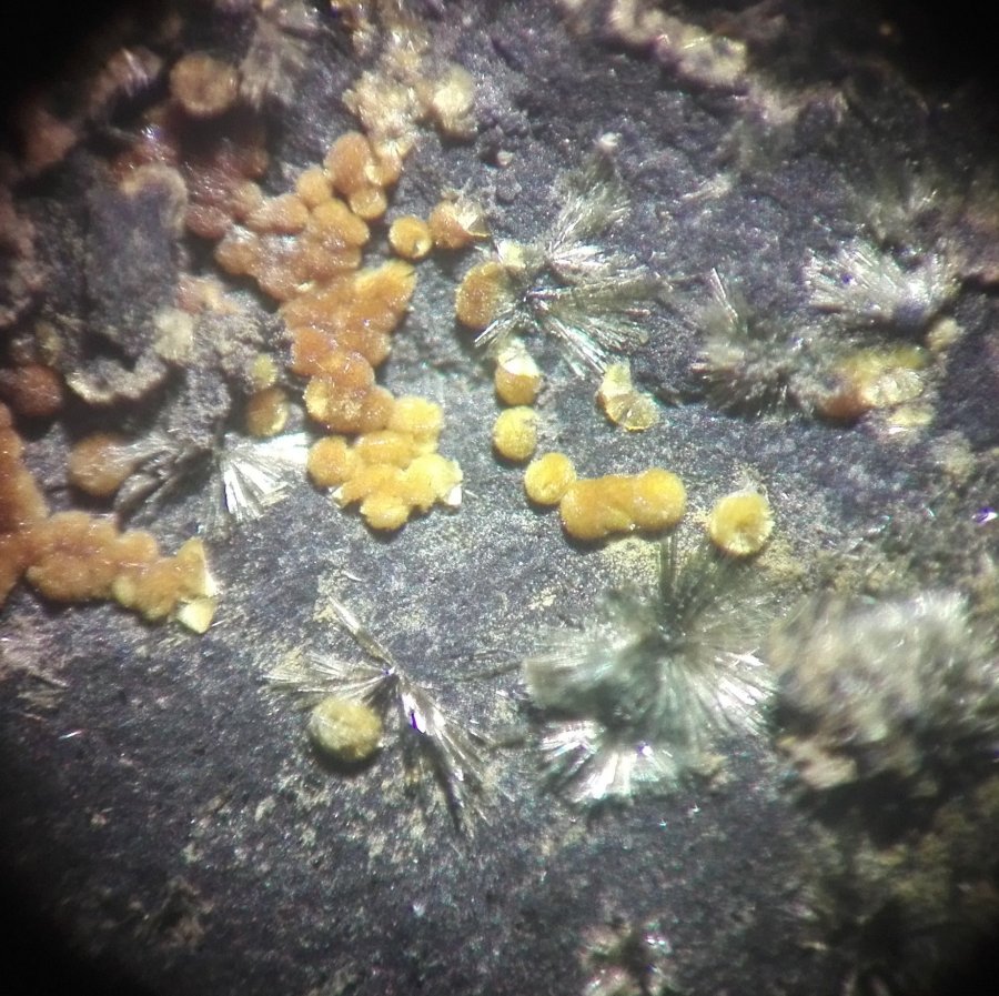 Whitmoreite
