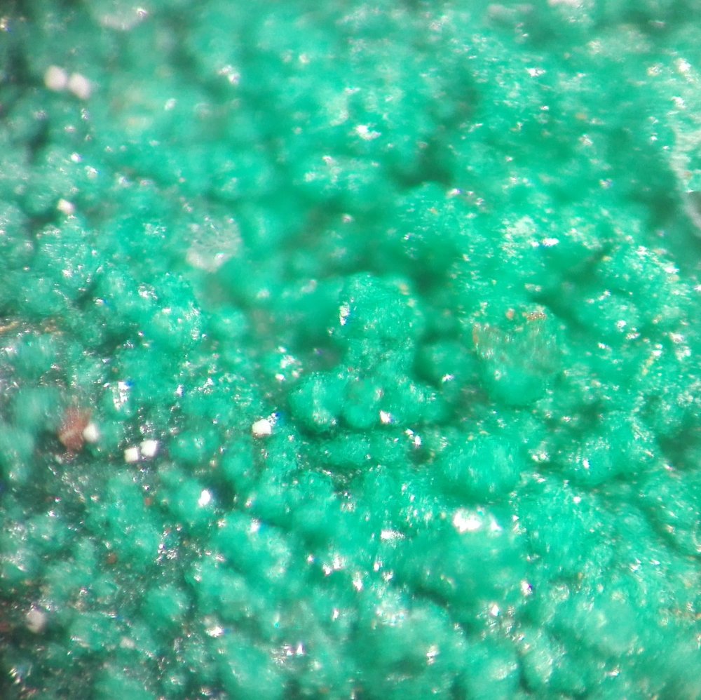 Paratacamite-(Ni)