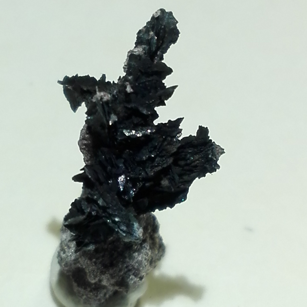 Tenorite