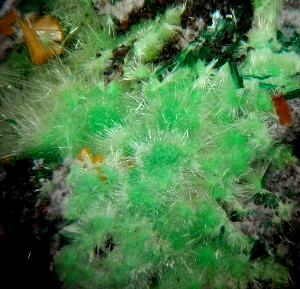 Cuprosklodowskite Kasolite Torbernite & Wulfenite