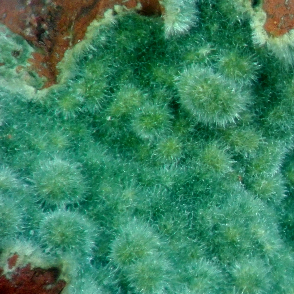 Glauconite On Jasper