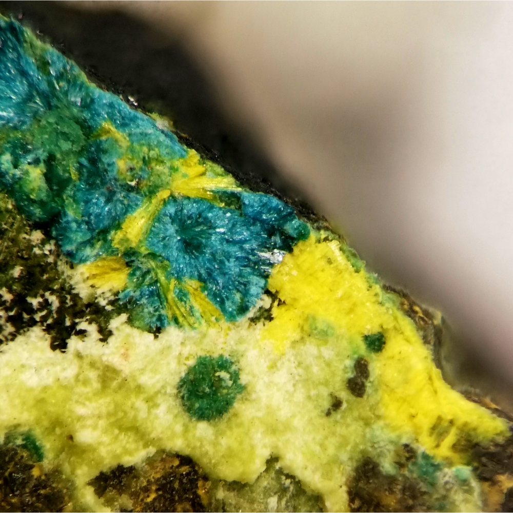 Astrocyanite-(Ce) & Kamotoite-(Y)