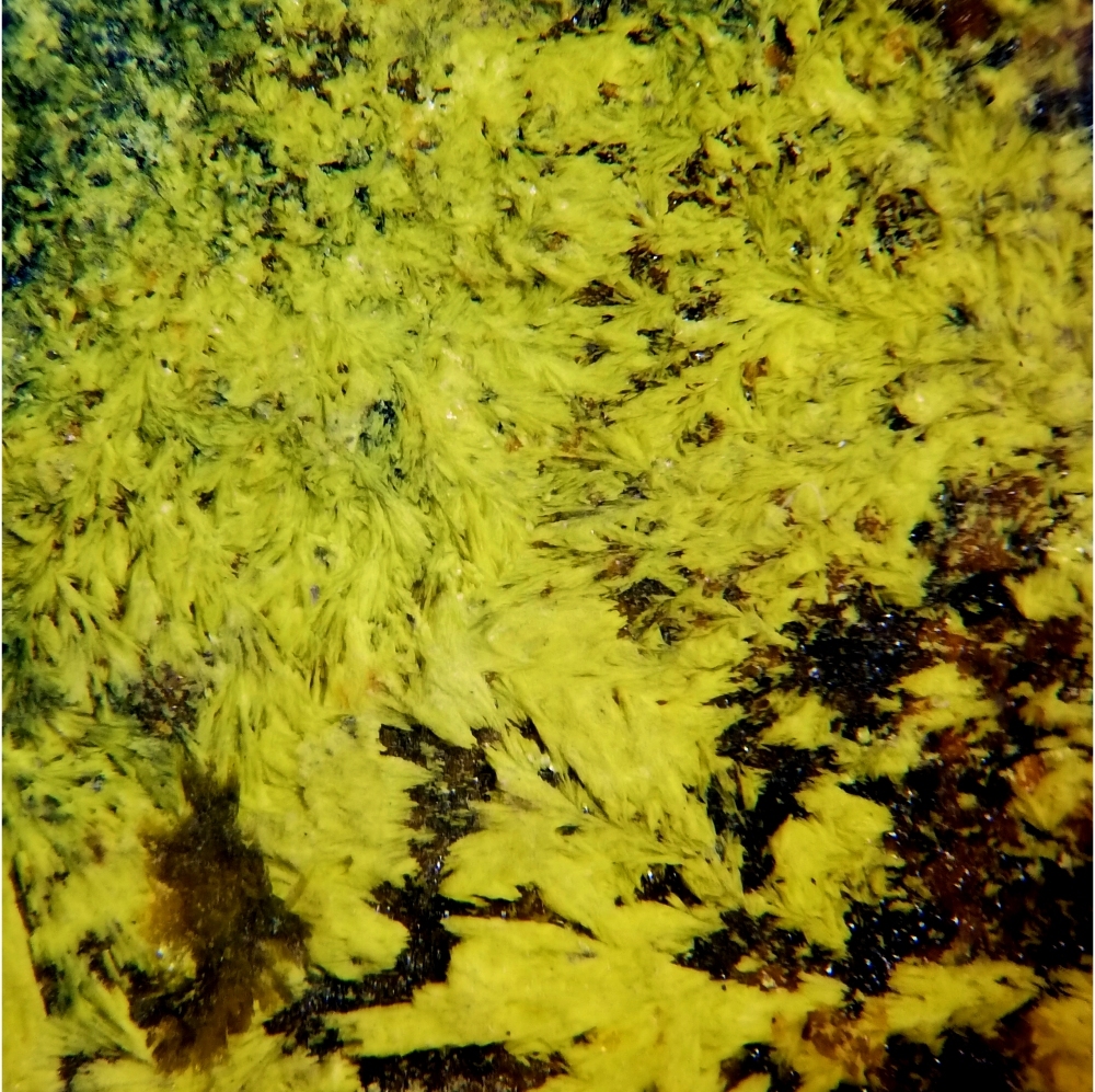 Kamotoite-(Y)
