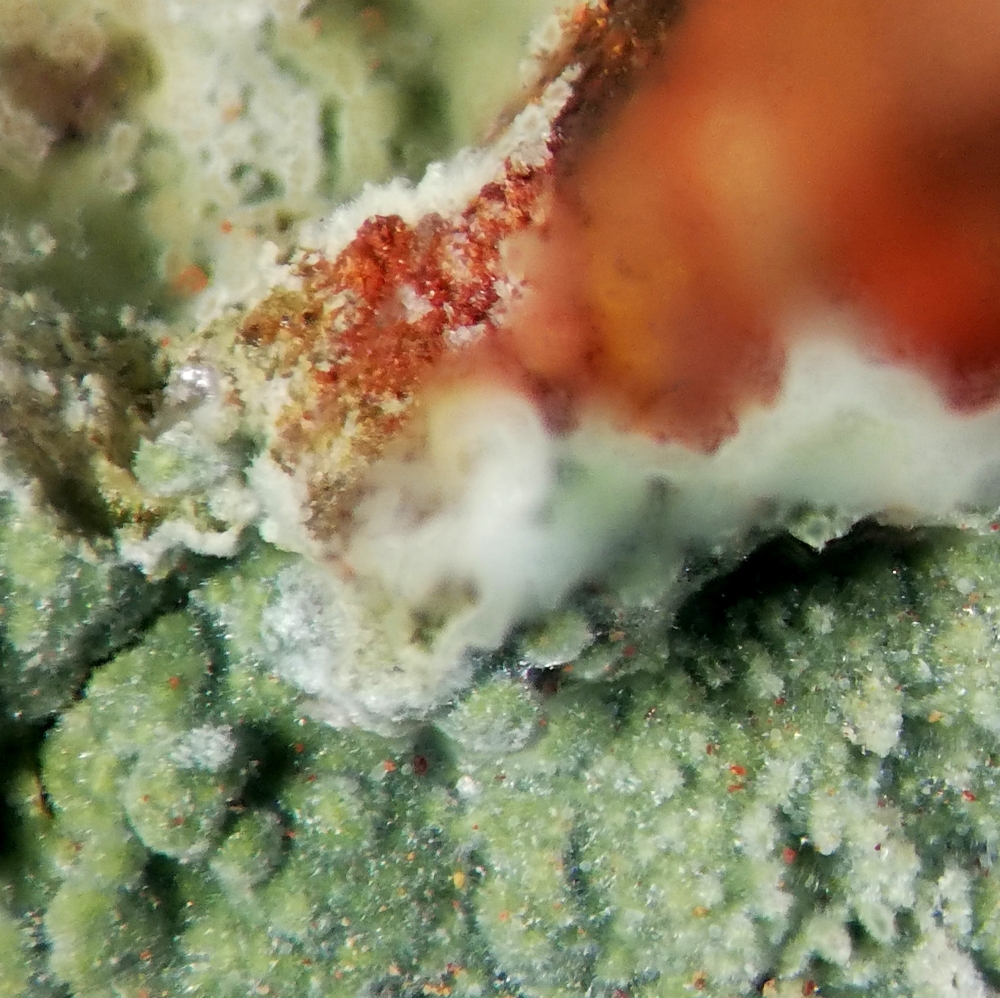 Glauconite On Jasper