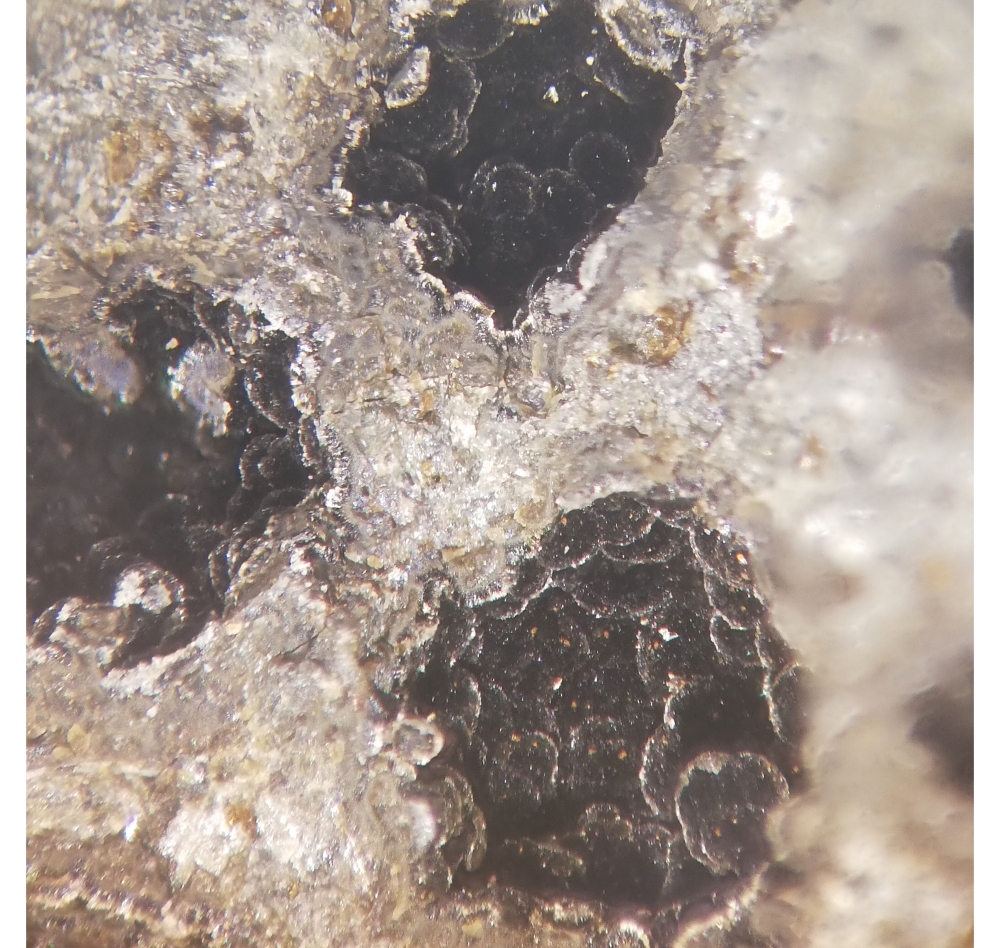 Ferrosaponite