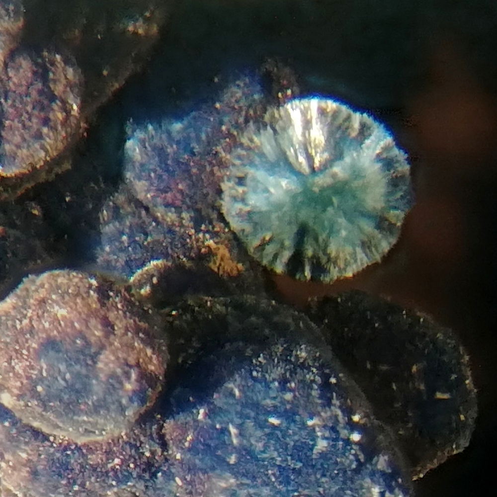 Shattuckite