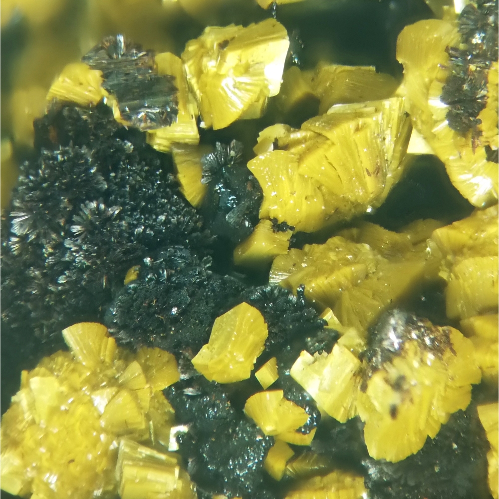 Carnotite Volborthite