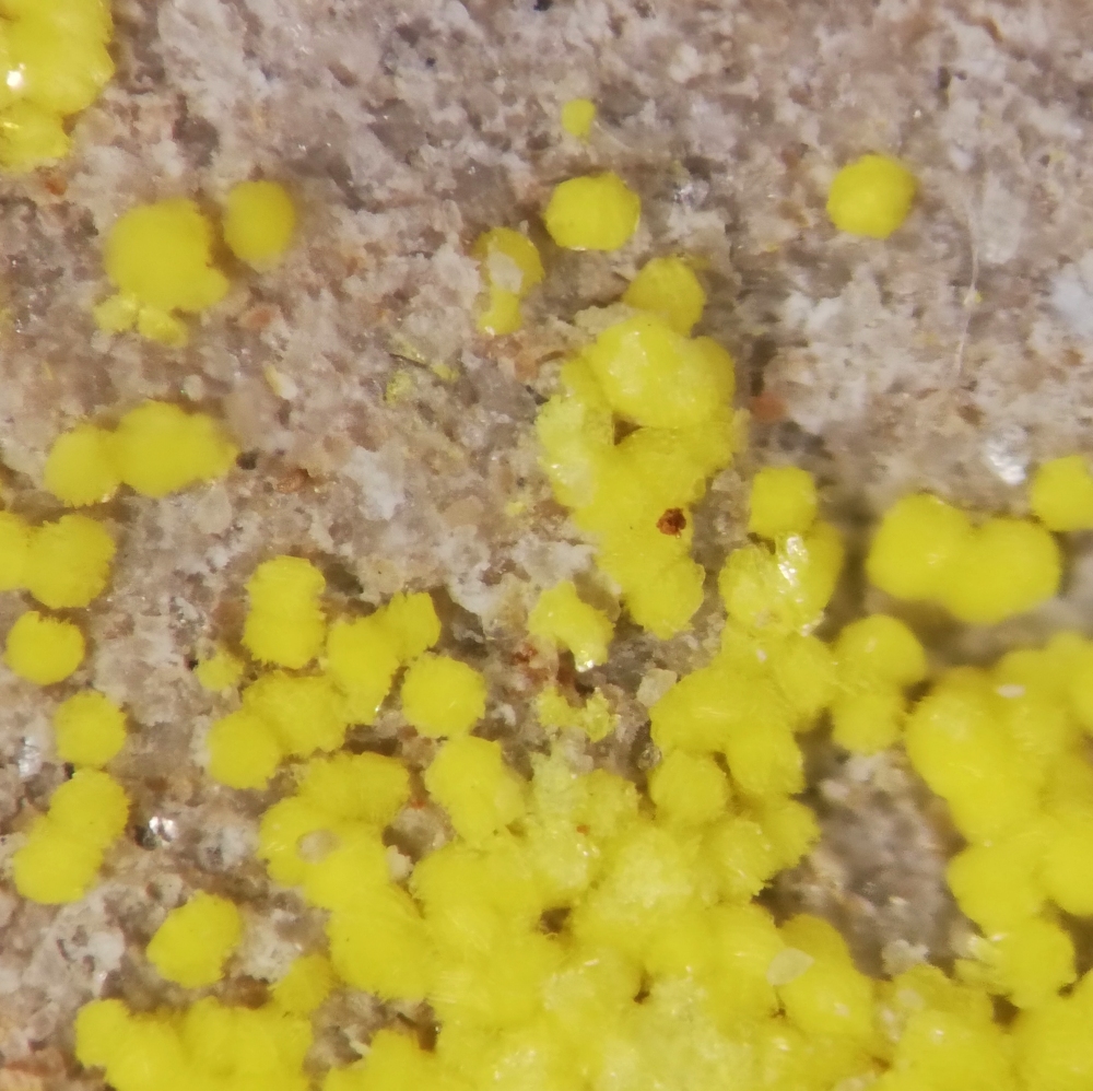 Carnotite