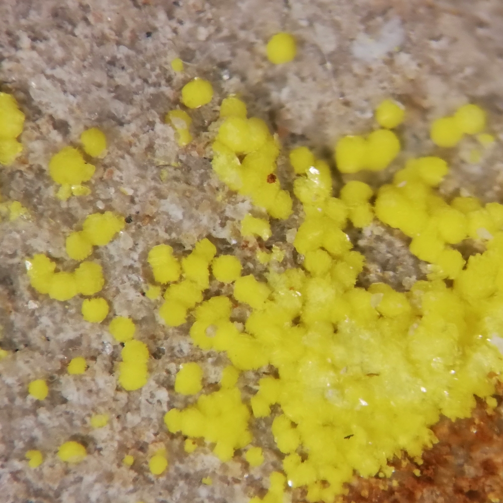 Carnotite