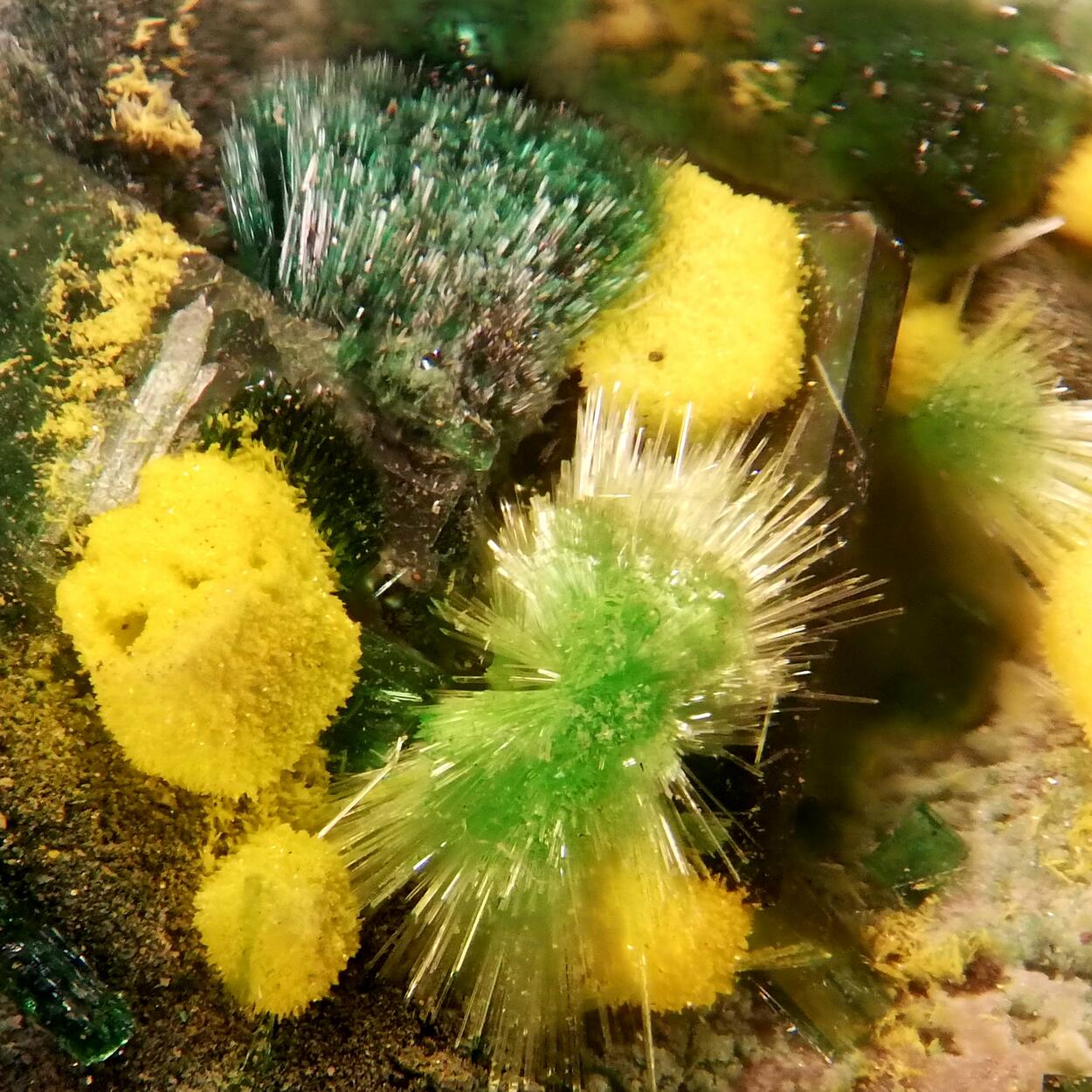 Cuprosklodowskite Schoepite Torbernite Vandenbrandeite