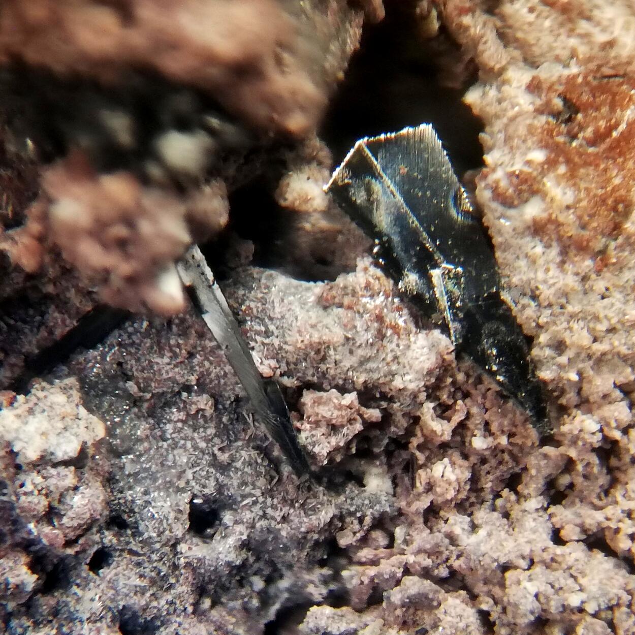 Tenorite