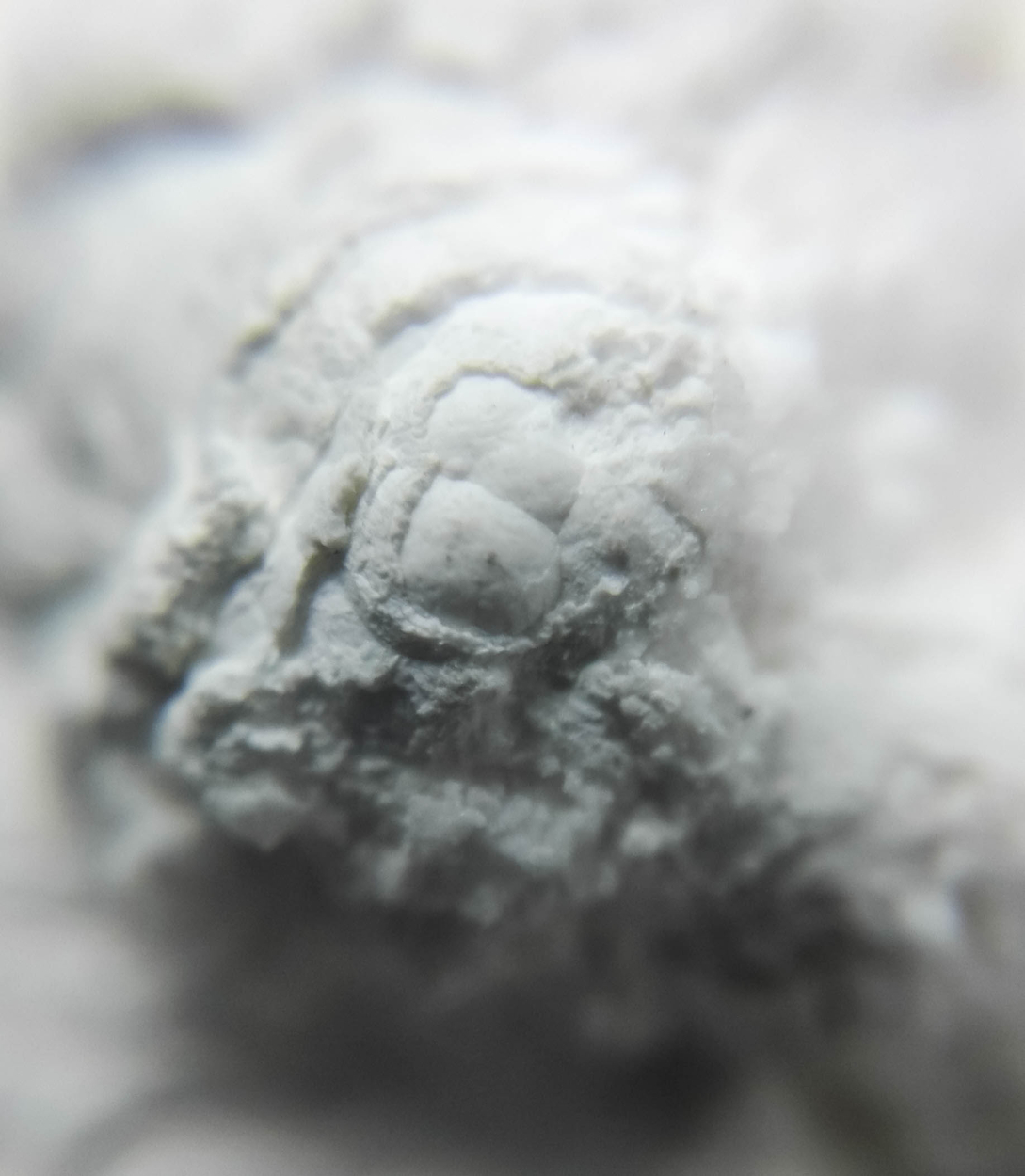 Hydrozincite