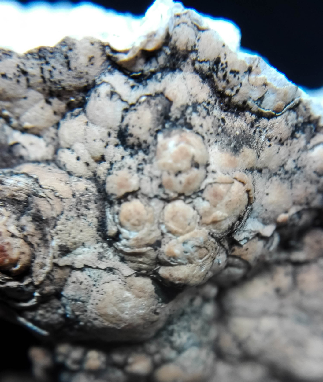 Hydrozincite