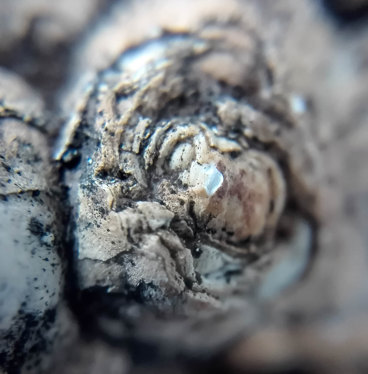 Hydrozincite