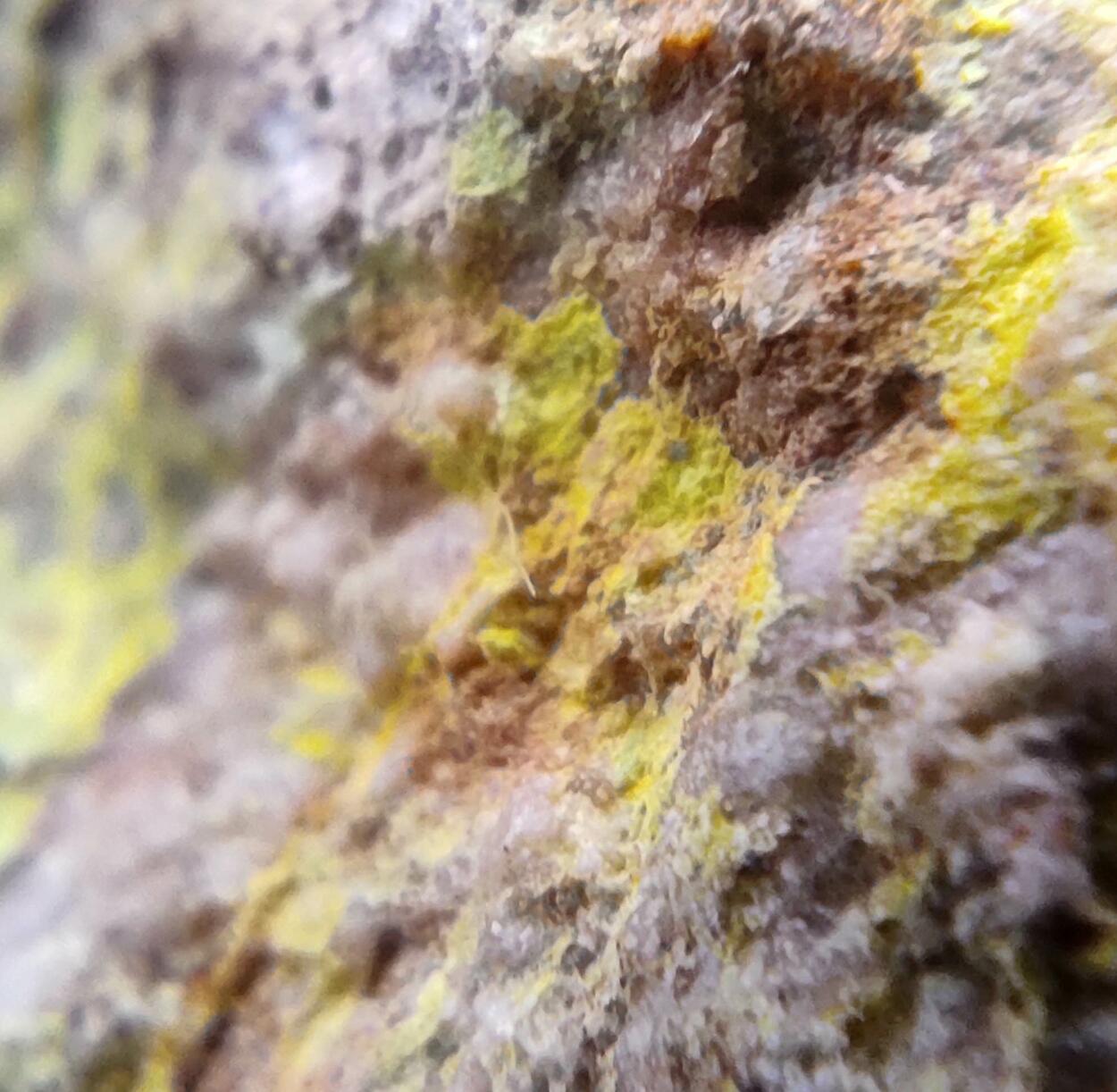 Dewindtite