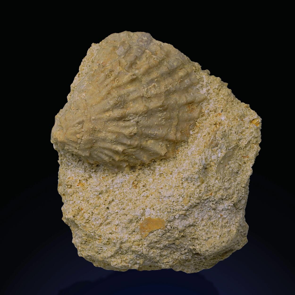 Fossil