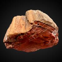 Petrified Wood