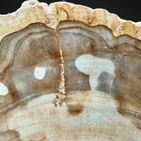 Petrified Wood