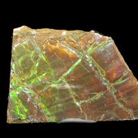 Ammolite