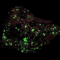 Elpidite & Molybdenite