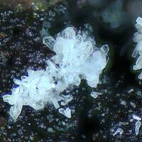 Wendwilsonite