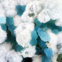 Arsenogorceixite & Mansfieldite