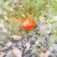 Wulfenite