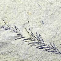 Plant Fossil