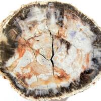 Petrified Wood With Quartz & Fluorite