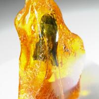Amber With Pyrite