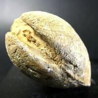 Baryte Psm Fossil Shell